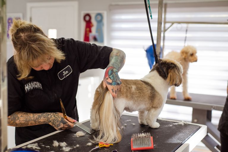 Tattooed groomer trims a Shih Tzu's fur in a vibrant pet salon.